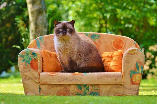 Cat on old sofa waiting to get upholstery in Edinburgh