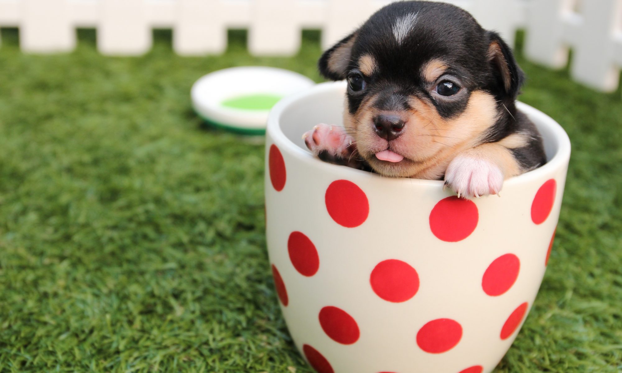 Cute puppy sits inside one of the kids' Scottish mugs.